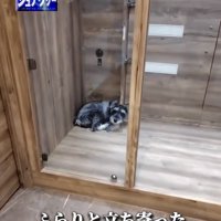 小部屋の隅で丸くなる犬