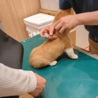 注射をされるベンくん