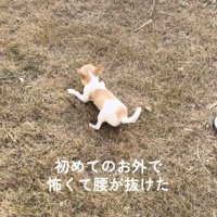 芝生に伏せる犬