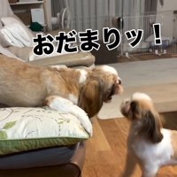 怒るアンちゃん