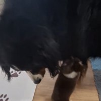 大型犬の前足にじゃれつく子犬