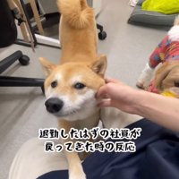 伸びをする豆柴
