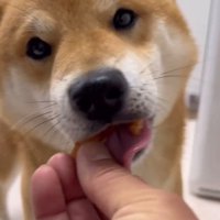 ジャーキーを食べる柴犬