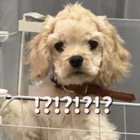 乾かしたパルちゃん