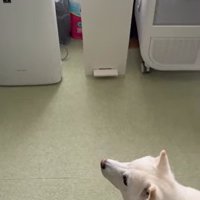 おまめちゃんと赤ちゃんの別れ9