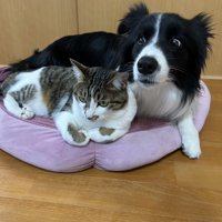 アニメ