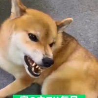 パパに怒るぽてとくん2