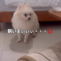 「飼い主さんをどこへやったの！？」