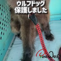 ウルフドッグの足元