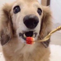 いちごが大好きなピットちゃん