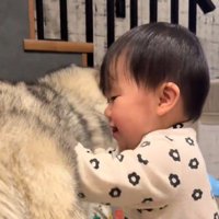 犬の体を間近で見つめる赤ちゃん 