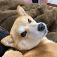 「もっと撫でて♡」とお目目でアピール