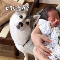 首をかしげる犬
