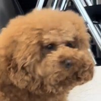 こちらを見る犬
