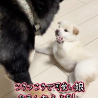 尊いピンク色の肉球…