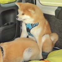 兄弟に囲まれる犬
