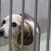 檻の向こう側を見つめる犬