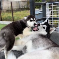 「お父さん、パクっとして～」