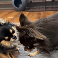 よもぎ君VSしょうぶ君の喧嘩4