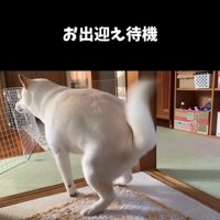 玄関前で待機している犬