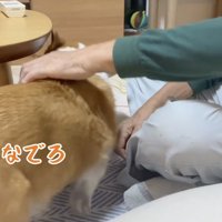 おじいちゃんのそばに近寄っていく犬