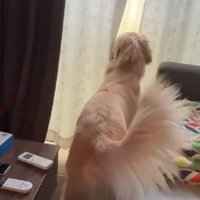 「まだ庭にいるかも…」