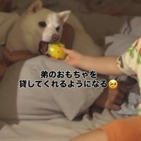 おもちゃを差し出す赤ちゃんと犬