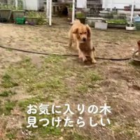 お気に入りの木をゲット