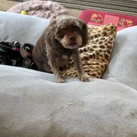 においを嗅ぐペコちゃん