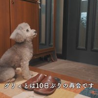 飼い主さんの帰りを待つグリィくん