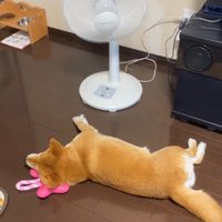 扇風機の前でゴロゴロ♪