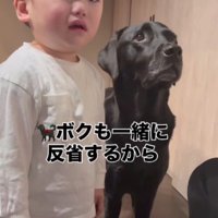 一緒に謝ろうとするどん兵衛ちゃん