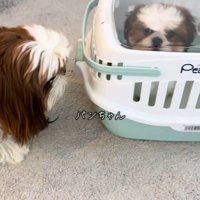 パンちゃん＆コメちゃん