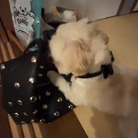 バッグを守るすずめちゃん