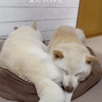 夫婦愛の成せる技です