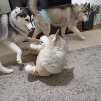 大はしゃぎで歓迎