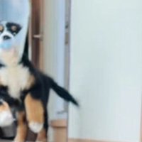 大喜びのこざちゃん