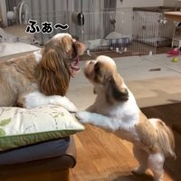 あくびするアンちゃん