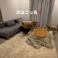 まだまだやる気の麦ちゃん