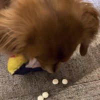 おやつの位置を確かめる犬