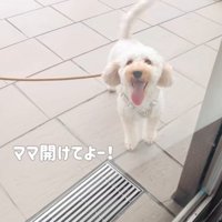 窓越しに見つめる犬