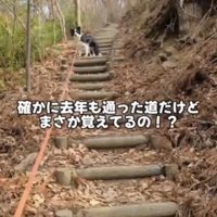 階段の途中で振り返る犬