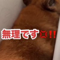 激怒するロックくん