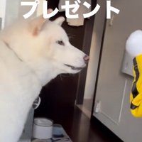 パンチするおもちゃVSだい吉くん2