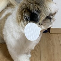 真剣