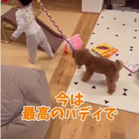 おもちゃで遊ぶ赤ちゃんと犬2