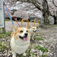 兄弟