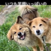 他のワンコとも仲良し