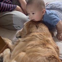 犬に寄り添う赤ちゃん