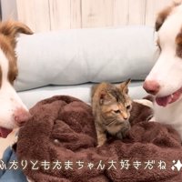 ワンコたちと子猫の再会9